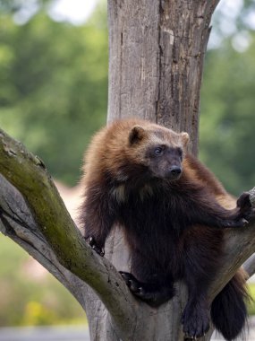 Wolverine, Gulo Gulo, güçlü bir hayvan, uzun bir ağaca bakar.