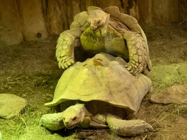 Afrika mahmuzlu kaplumbağa, Centrochelys sulcata, büyük Afrika kaplumbağa arkadaşları.