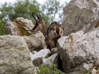 Chamois, Rupicapra rupicapra, Avrupa Alplerinde yaşıyor, kayalara tırmanıyor.