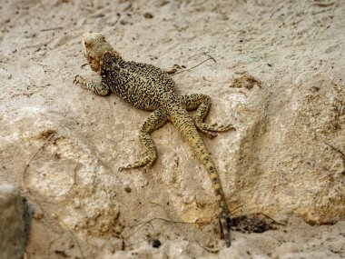 Steppe Agama, Trapelus sanguinolentus, Avrasya 'nın kuru bozkırlarında yaşar ve böceklerle beslenir.