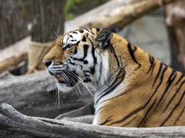 En büyük kaplanın portresi, Amur Kaplanı, Panthera tigris altaica