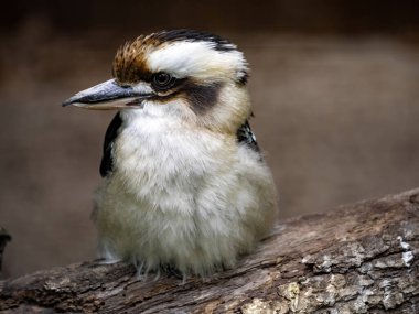 Gülen yalıçapkını, Dacelo novaeguineae, kahkahaya benzeyen bir şarkıdır.