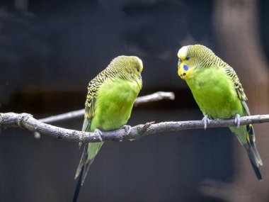 Budgerigar, Melopsittacus undulatus, en yaygın papağandır.