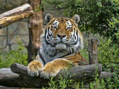 Amur kaplanı, Panthera tigris altaica, en büyük kaplan, çevreyi izler ve yalan söyler.