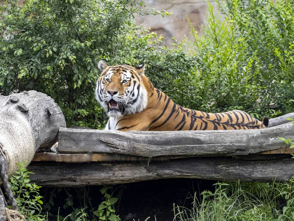 Amur Tiger Panthera Tigris Altaica Największy Tygrys Kłamie Obserwuje Okolicę — Zdjęcie stockowe