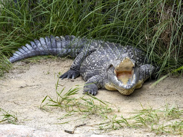 Κροκόδειλος Του Νείλου Crocodylus Niloticus Είναι Μεγαλύτερος Αφρικανικός Κροκόδειλος Στόμα — Φωτογραφία Αρχείου