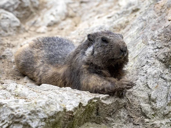 高山旱獭 Marmota Marmota 的门牙很大 生活在欧洲高山上 — 图库照片