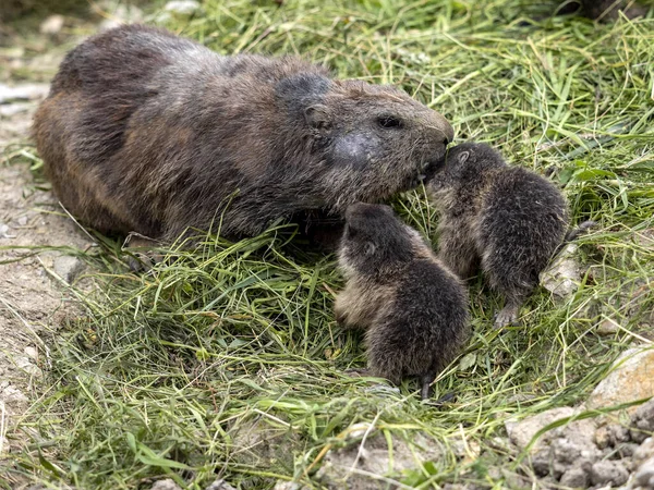 Альпийский Сурок Marmota Marmota Имеет Большие Резцы Живет Высоко Европейских — стоковое фото