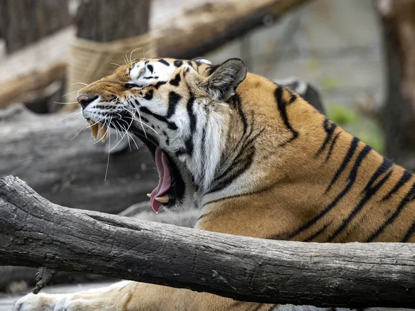 Portrait Yawning Largest Tiger Amur Tiger Panthera Tigris Altaica — Stock Photo, Image