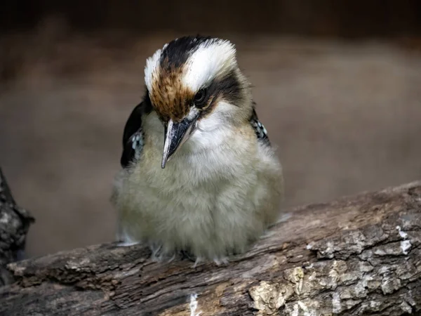 Laughing Kookaburra Dacelo Novaeguineae Είναι Ένα Τραγούδι Που Θυμίζει Γέλιο — Φωτογραφία Αρχείου