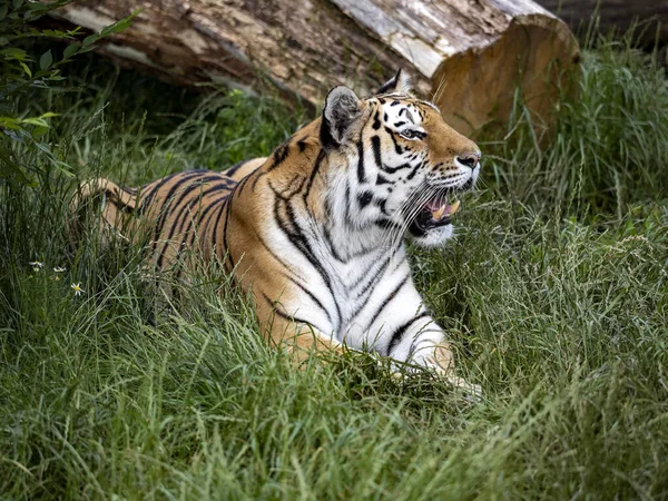 Amur Tiger Panthera Tigris Altaica Largest Tiger Lies Observes Surroundings — Stock Photo, Image