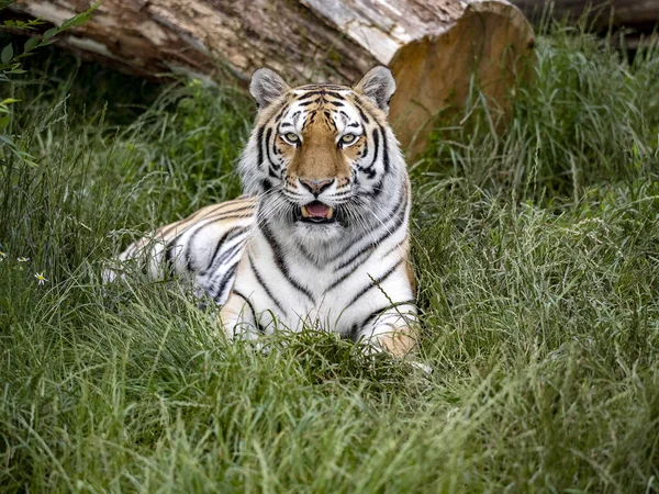 Amur Tiger Panthera Tigris Altaica Largest Tiger Lies Observes Surroundings — Stock Photo, Image