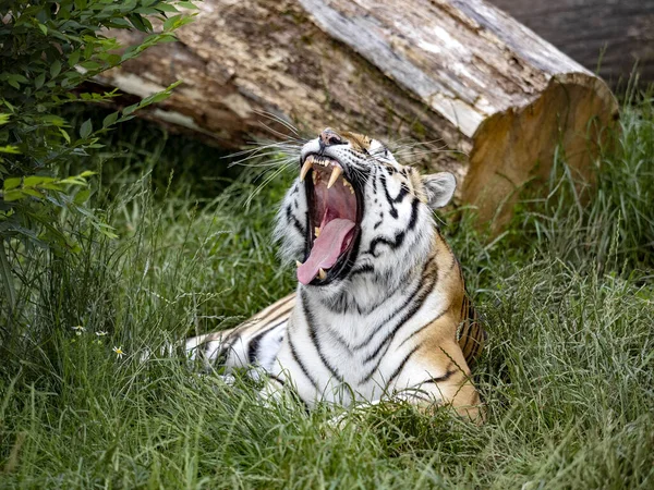 Retrato Tigre Más Grande Bostezando Amur Tiger Panthera Tigris Altaica — Foto de Stock