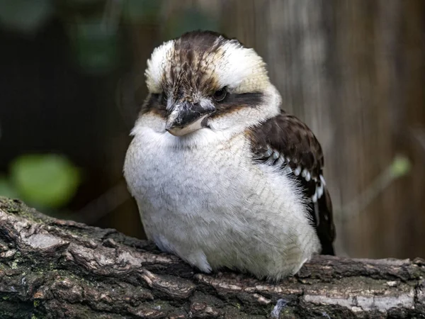 Laughing Kookaburra Dacelo Novaeguineae Είναι Ένα Τραγούδι Που Θυμίζει Γέλιο — Φωτογραφία Αρχείου