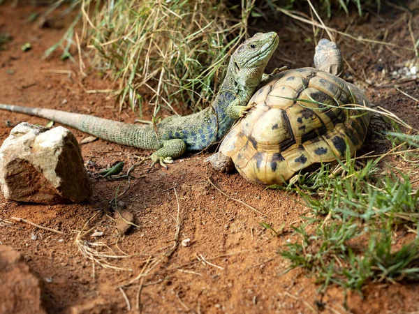 Ocellated Lizards Timon Lepidus Probably Largest European Lizard Lying Turtle — Stock fotografie