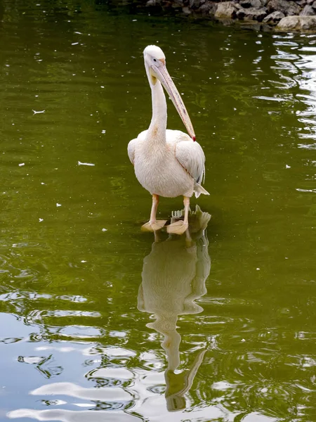 Der Weiße Pelikan Pelecanus Onocrotalus Steht Auf Der Suche Nach — Stockfoto