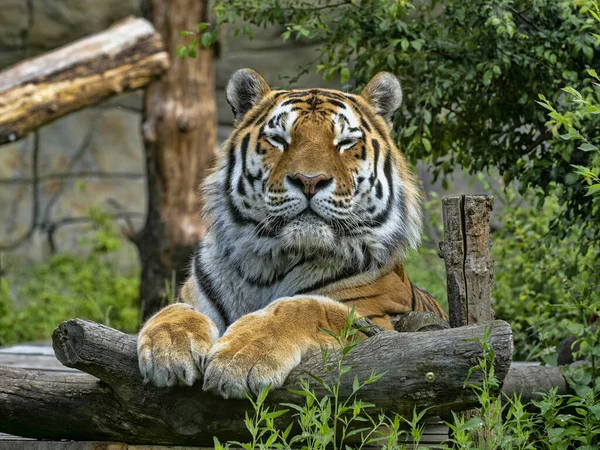 Tigre Amur Panthera Tigris Altaica Tigre Más Grande Miente Observa —  Fotos de Stock