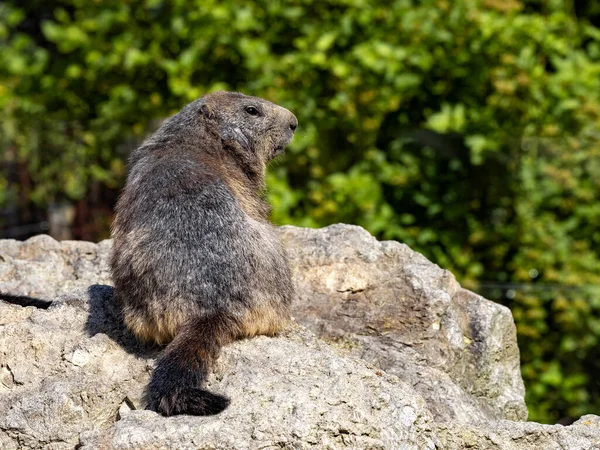 Marmota Alpina Marmota Marmota Tiene Grandes Incisivos Vive Alto Las — Foto de Stock