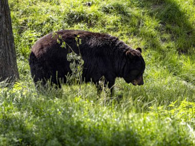 Amerikan kara ayısı, Ursus americanus, olgun çimlerde yiyecek arıyor.