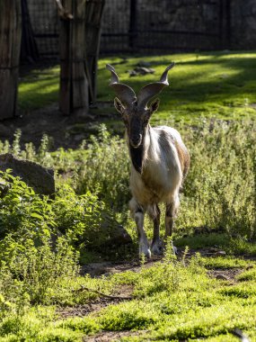 Markhor, Capra şahini, büyük burkulmuş boynuzları var, erkekler daha büyük.