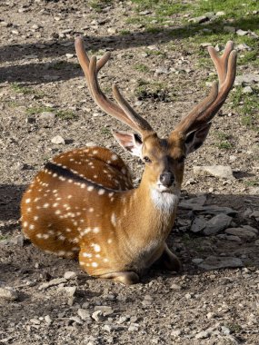 Sika geyiği, Cervus nippon, parlak renkli Asyalı bir geyik
