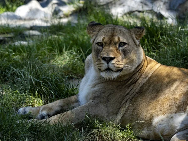 jirousek.zoo-foto.cz