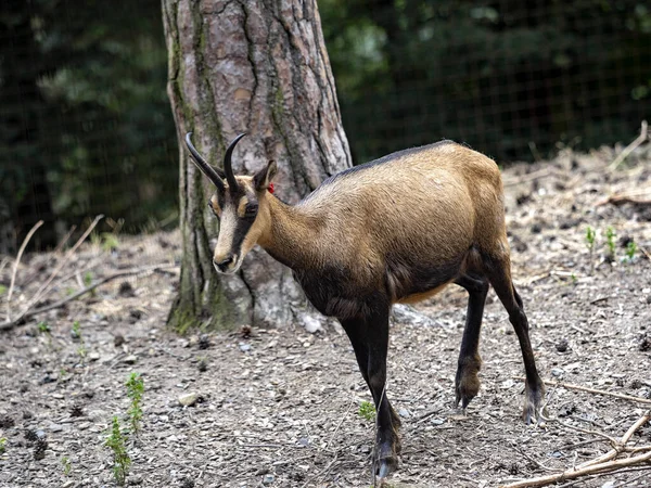 Chamois Rupicapra Rupicapra Adapta Vida Las Montañas Rocosas — Foto de Stock