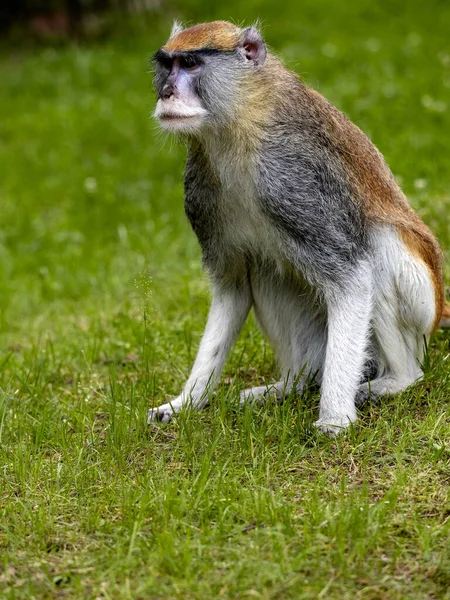 Erkek Patas Maymunu Erythrocebus Patas Yeşil Çimlerde Oturuyor — Stok fotoğraf