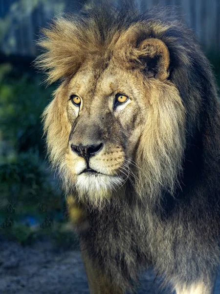 Retrato Hermoso Macho Grande Barbary León Panthera Leo Leo — Foto de Stock