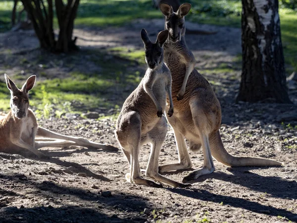 Canguro Rojo Macropus Rufus Levanta Observa Los Alrededores — Foto de Stock