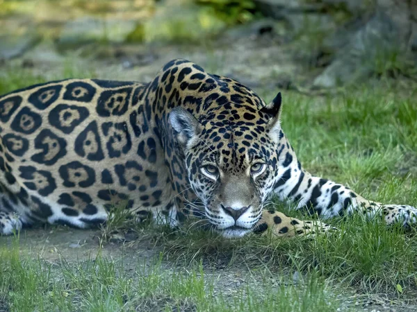 Ягуар Panthera Onca Ходит Зеленой Лужайке Наблюдает Окружающей Средой — стоковое фото