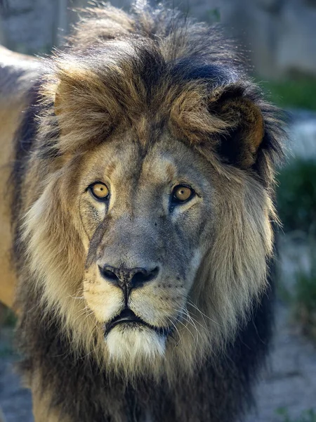 Portré Egy Gyönyörű Nagy Férfi Barbary Oroszlán Panthera Leo Leo — Stock Fotó