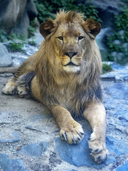 Portret Pięknego Dużego Mężczyzny Barbary Lwa Panthera Leo Leo — Zdjęcie stockowe