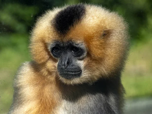 Kvinnliga Gabriellas Gibbon Nomascus Gabriellae Män Svarta — Stockfoto