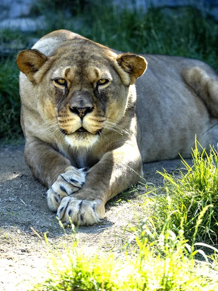 Eine Weibliche Berberlöwin Panthera Leo Leo Liegt Auf Einem Grünen — Stockfoto