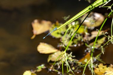 Gök böceği, Coenagrion puella, suyun üzerindeki çimlerin üzerinde oturan güzel mavi bir yusufçuk.