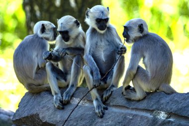 Northern Plains Gray ailesi, Semnopithecus entellus, büyük bir kayanın üzerinde oturur.