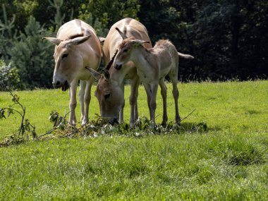 A herd of rare Equus hemionus onager, Persian wild ass, graze on green grass
