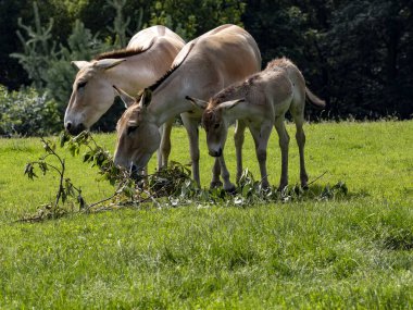 A herd of rare Equus hemionus onager, Persian wild ass, graze on green grass
