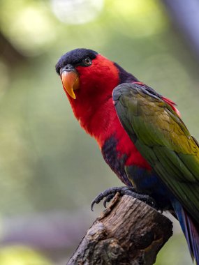 Siyah başlıklı lori, Lorius lory erythrothorax, oldukça büyük renkli bir papağandır.