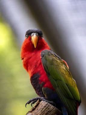 Siyah başlıklı lori, Lorius lory erythrothorax, oldukça büyük renkli bir papağandır.