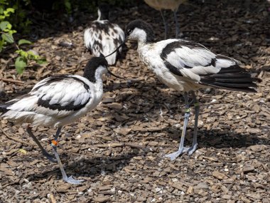 Fareli köyün avocet 'i, Recurvirostra avosetta, yukarı doğru çevrilmiş ince bir gagaya sahiptir.