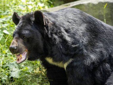 Beyaz önlüklü büyük bir Asya ayısının portresi, Asyalı siyah ayı, Ursus thibetanus,