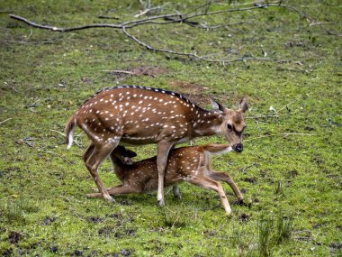 Dişi Chital, Axis ekseni, yetişkin yavrusunu besler.