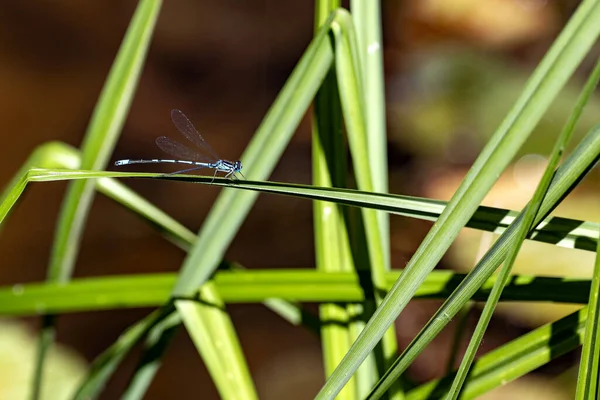 Azure Damselfly Coenhabon Puella Beautiful Blue Dragonfly Sitting Grass Water — стоковое фото