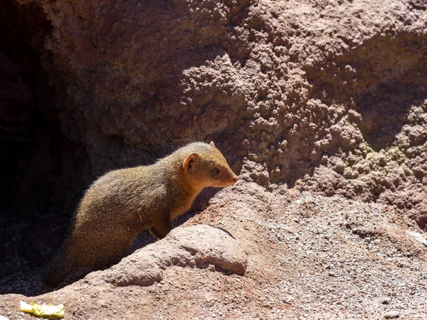 Dwarf Mongoose Helogale Parvula Agile Beast Peeking Out Ground Hole — Stock Photo, Image