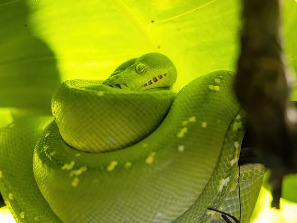 Árbol Verde Python Chondropython Viridis Enrosca Típicamente Una Rama Acecha — Foto de Stock