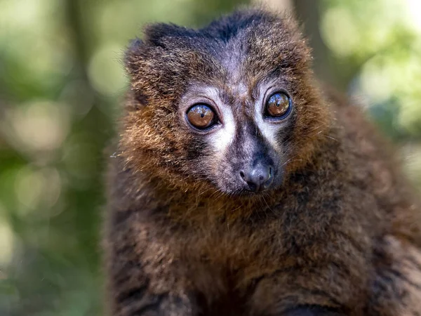 Porträtt Sällsynt Rödmagad Lemur Eulemur Rubriventer Uppsatt Gren — Stockfoto