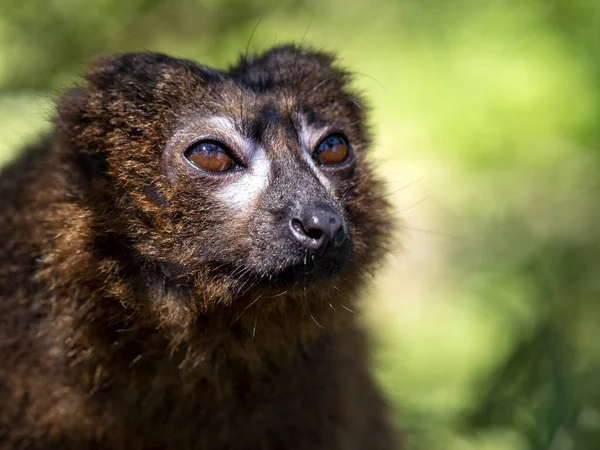 Porträtt Sällsynt Rödmagad Lemur Eulemur Rubriventer Uppsatt Gren — Stockfoto