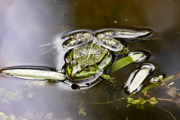 Ένας Μεγάλος Αρσενικός Βρώσιμος Βάτραχος Pelophylax Esculentus Κολυμπά Ένα Κουβάρι — Φωτογραφία Αρχείου